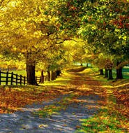 八妹柔术强烈推荐一款无广告,无风险拦截的浏览器!